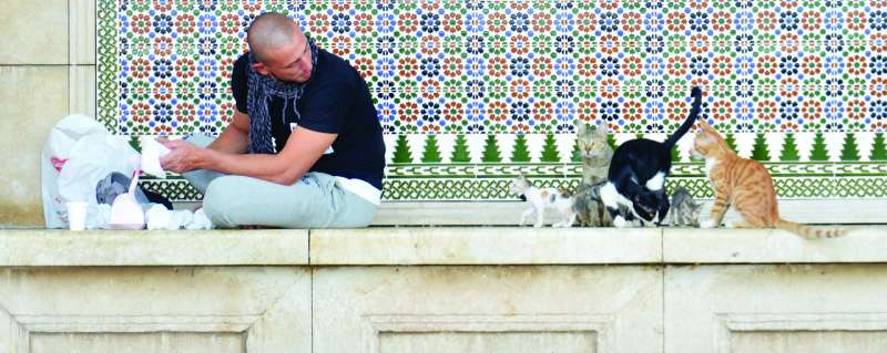 قطط الشوارع تحمل أمراضاً قد تنتقل للإنسان