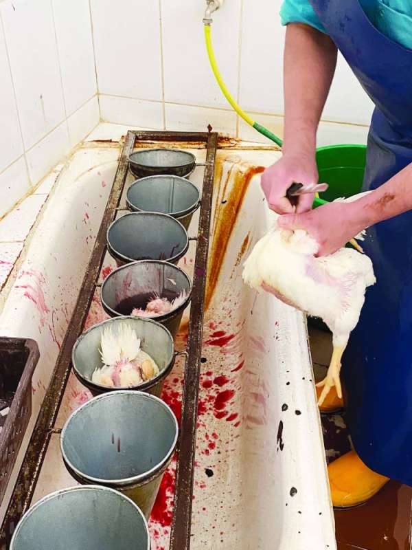 المستهلك يثق بمصدر الدجاج وآلية ذبحه