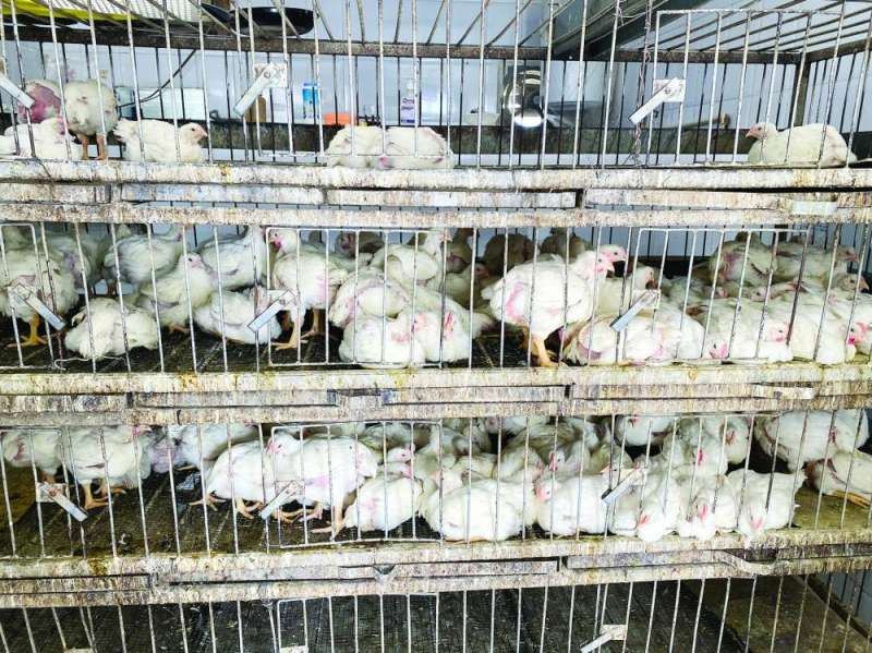 الدجاج الحي سلعة شهر رمضان