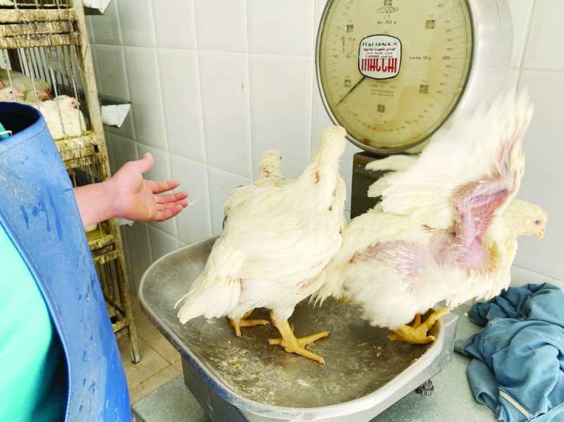 أسعار الدجاج الحي مشكلة المستهلكين