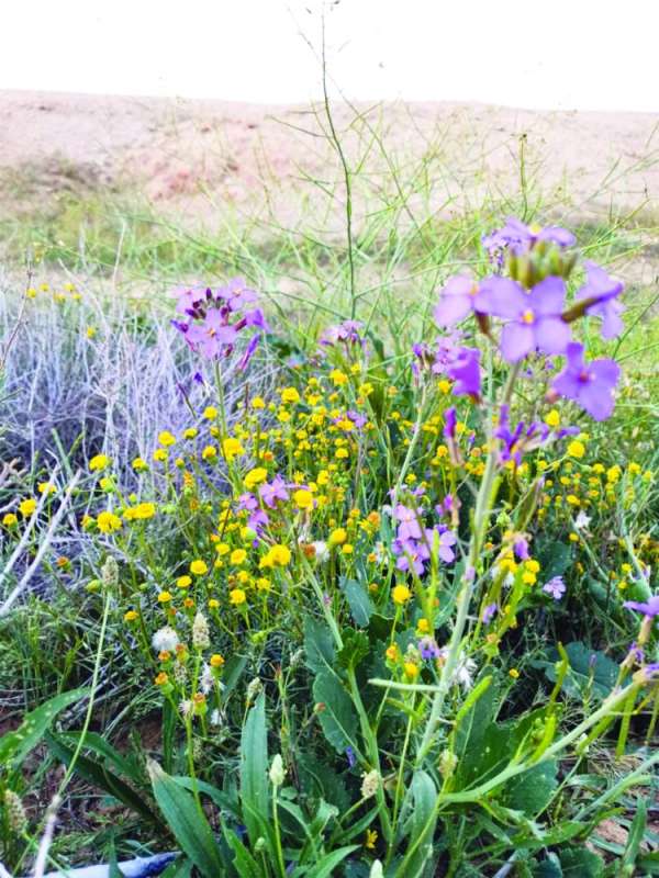 الجرجير البري