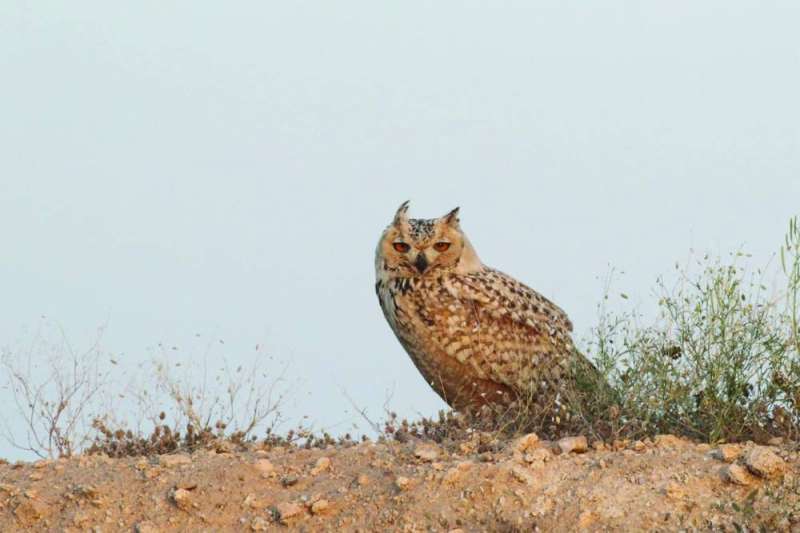 البومة الفرعونية