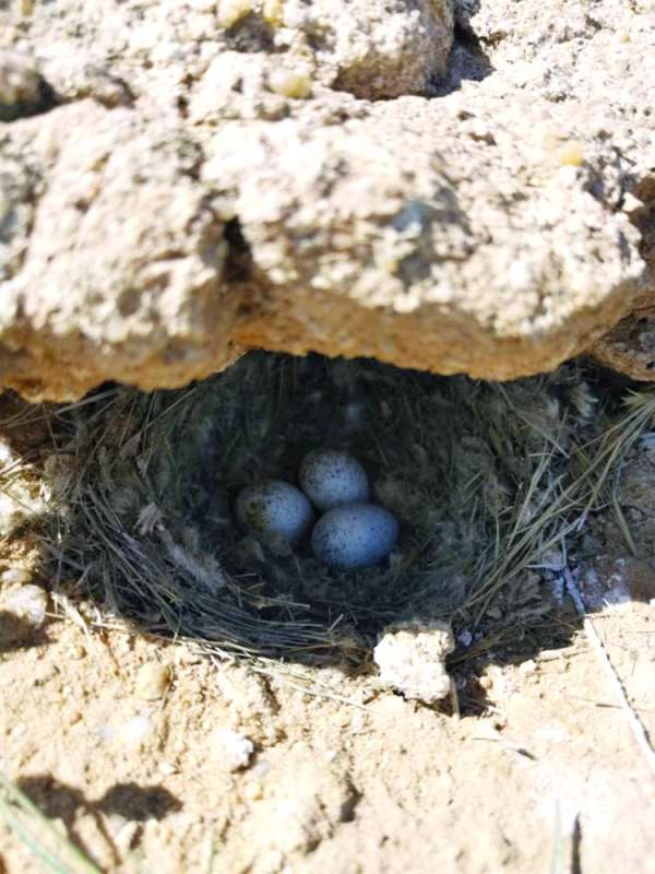 بيض الحُمّرَة