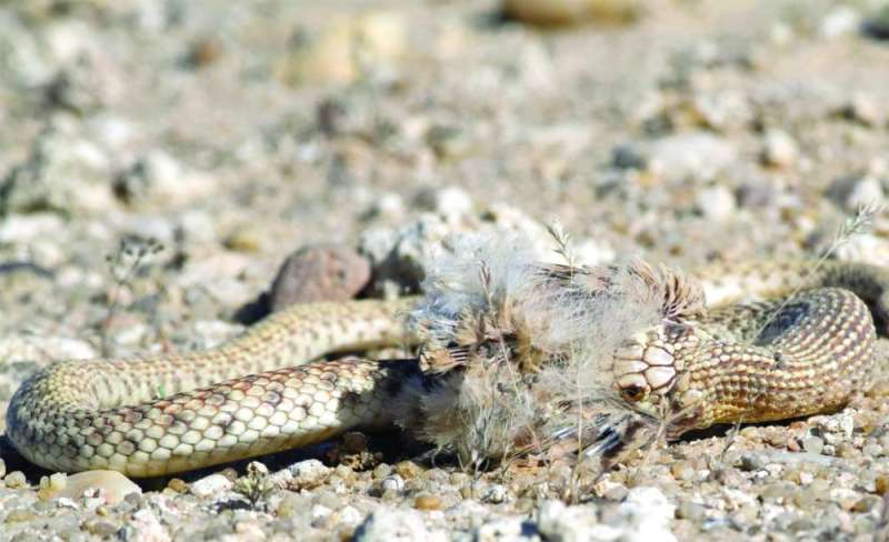 الكوبرا العربية