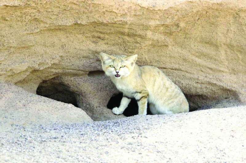 القط البري (إتفَهَ)