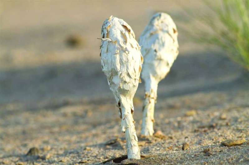 نبات العرجون