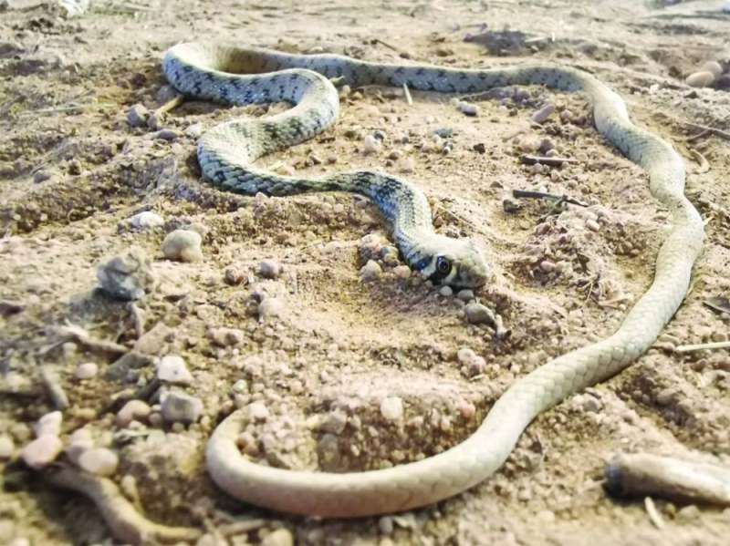 حية الكوبرا الكاذبة