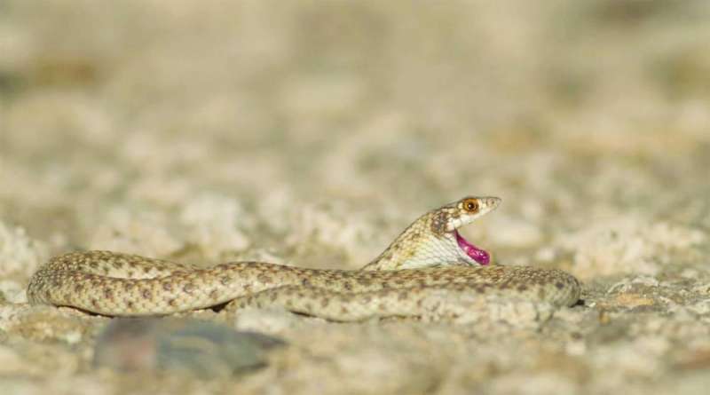 حية تسعى باحثة عن فريسة