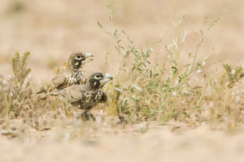 قبرة عريضة المنقار تفرخ في «المنزوعة»