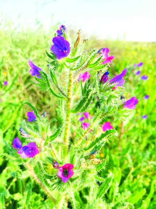 كحيل... بألوانها الساحرة