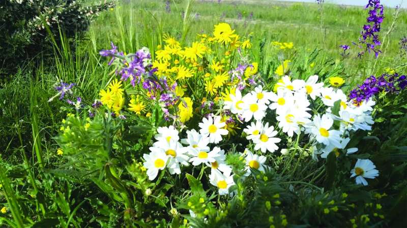 حجوان وشقارة ونوير