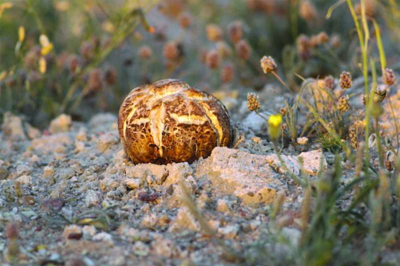 لوحظ انتشار كميات كبيرة من الفقع بأنواعها المختلفة وأحجام كبيرة
