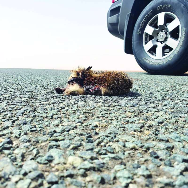 رصدت «الراي» أثناء جولتها حيوان القنفذ المهدد بالانقراض نافقاً نتيجة تعرضه للدهس من إحدى المركبات