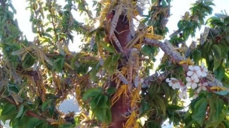 طلائع الجراد في رأس بعلبك وعرسال