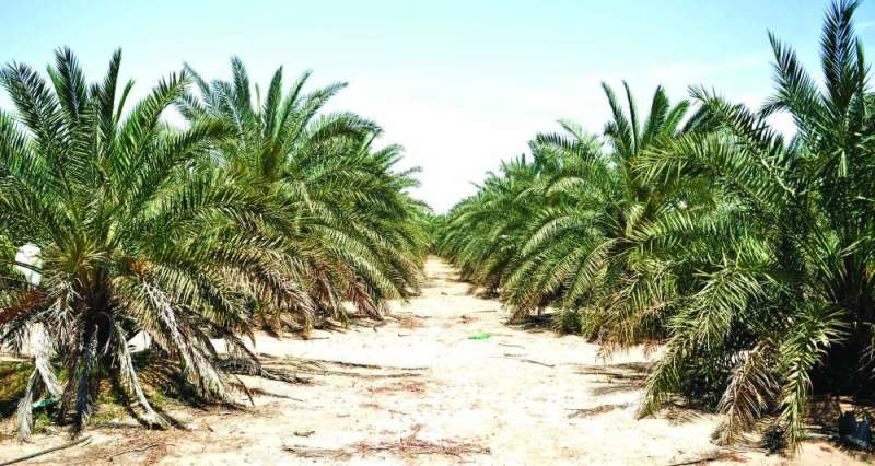 4500 نخلة يربو عمرها على 30 عاماً