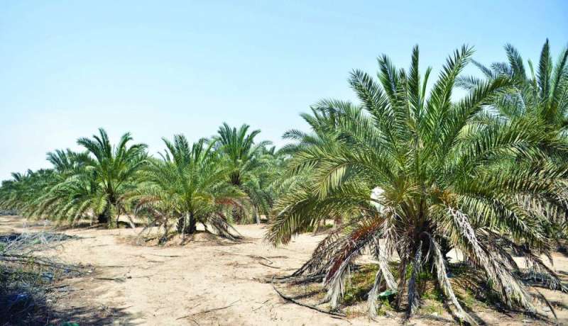 أكبر مزرعة نخيل مثمر في الكويت  		(تصوير نايف العقلة)