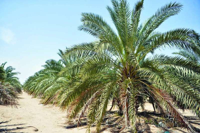 مطالب بتحويل مزرعة النخيل إلى متنزه وطني في مدينة جنوب سعدالعبدالله