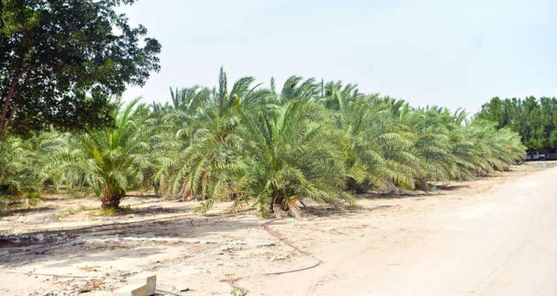 بالاهتمام ستتحول مزرعة النخيل إلى رئة للمدينة الجديدة