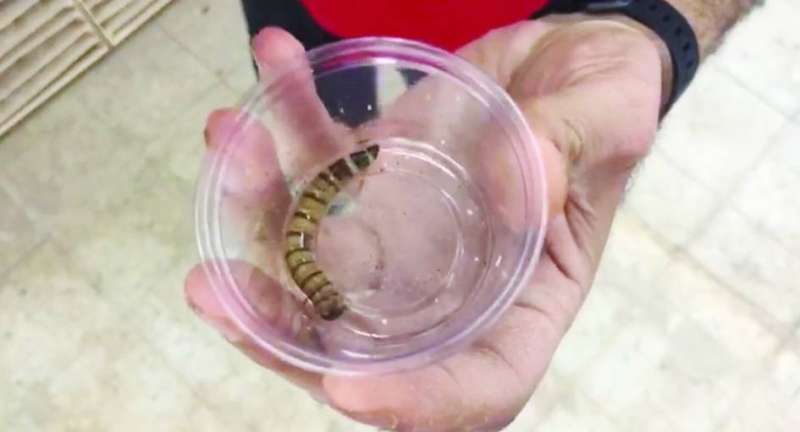 العلبة التي يتم فيها وضع الخنفساء لتبيض