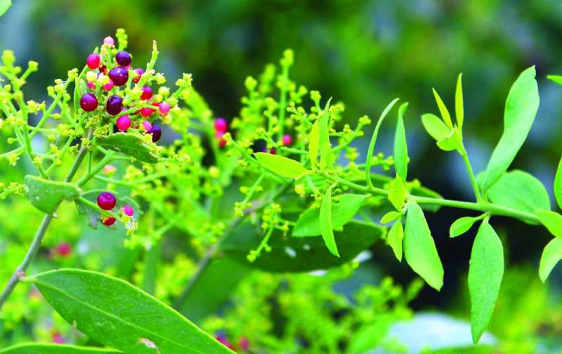 بعض الأشجار تطرح ثمارها