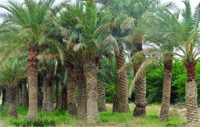 أشجار متنزه زايد... من يحفظها؟