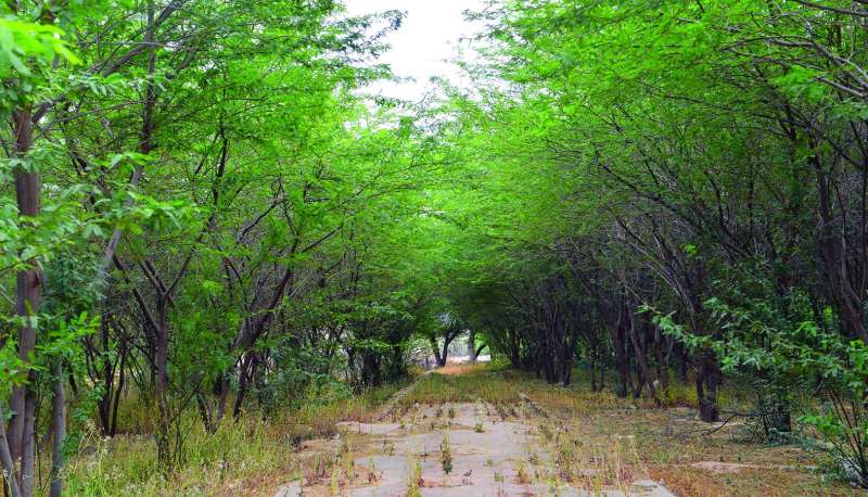 واحة من الظل مهددة بالزوال	(تصوير نايف العقلة)