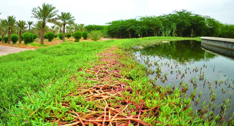 نافورة المتنزه