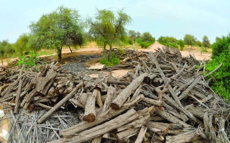 قطع أشجار قديمة