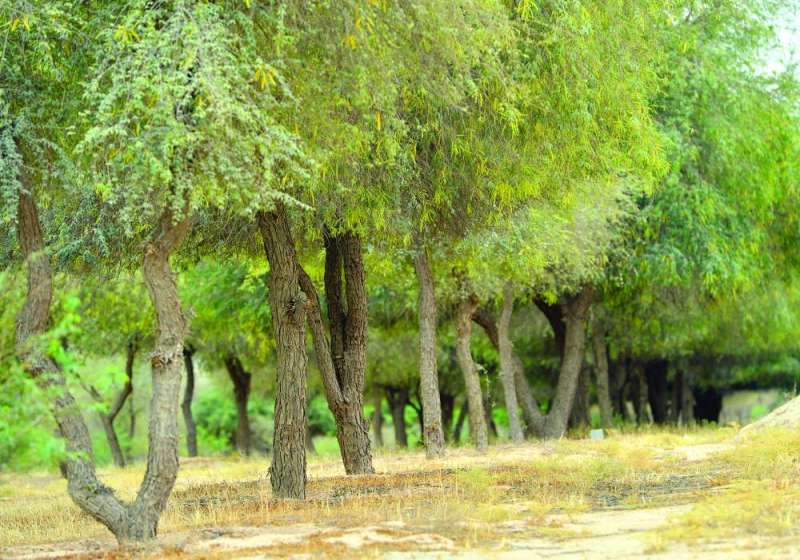 الأشجار ملاذ لأعشاش الطيور