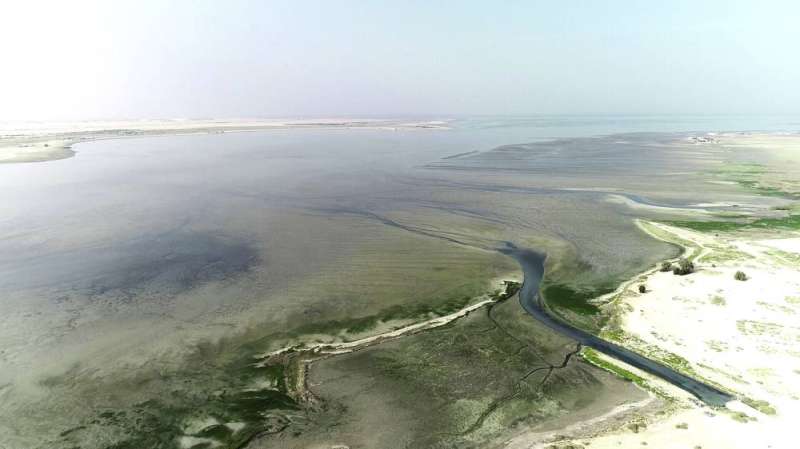 الجون مُعرّض للخطر بسبب الملوثات	       