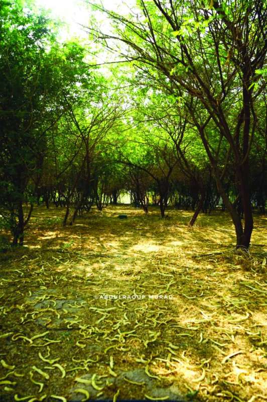 محمية الشيخ زايد... بقعة خضراء