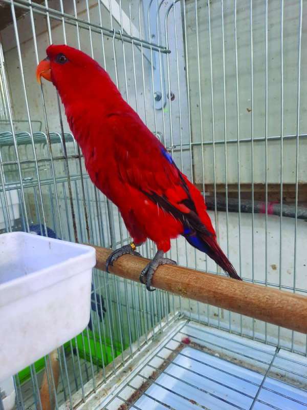 طائر ينتظر مشترياً