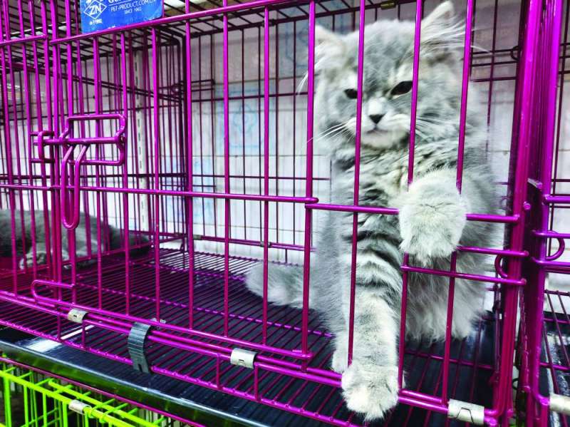 قط يهم بالخروج من القفص