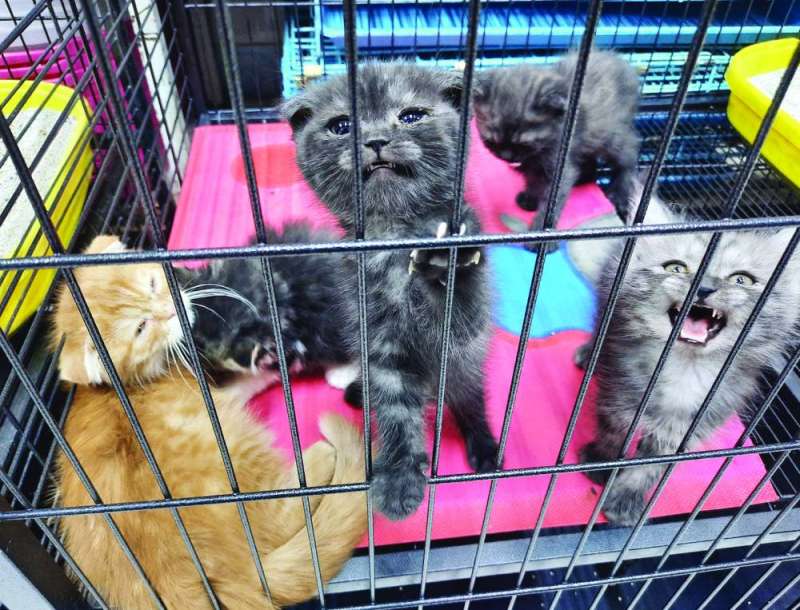 التكدس من سلبيات السوق