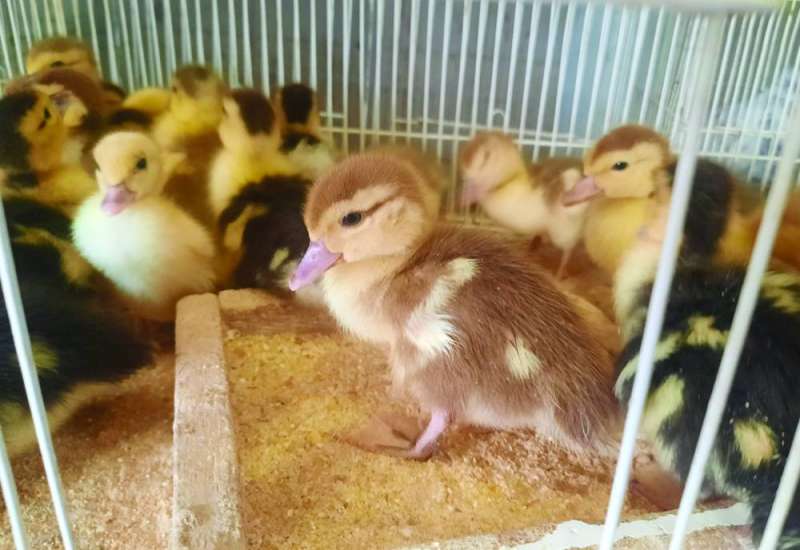 صغار البط في سوق الطيور