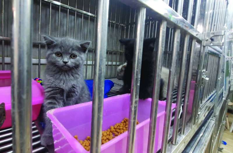 أنواع مختلفة من القطط