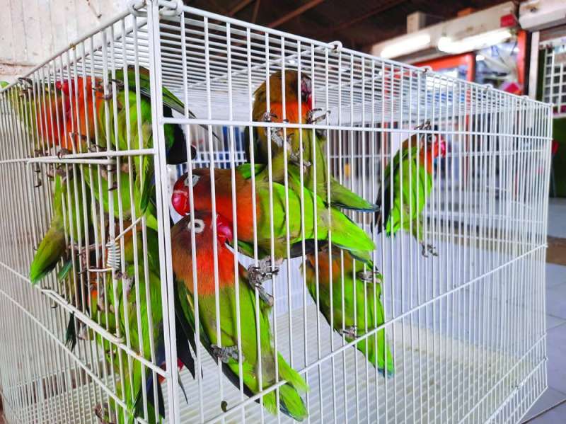 طيور معروضة للبيع في السوق (تصوير أسعد عبدالله)