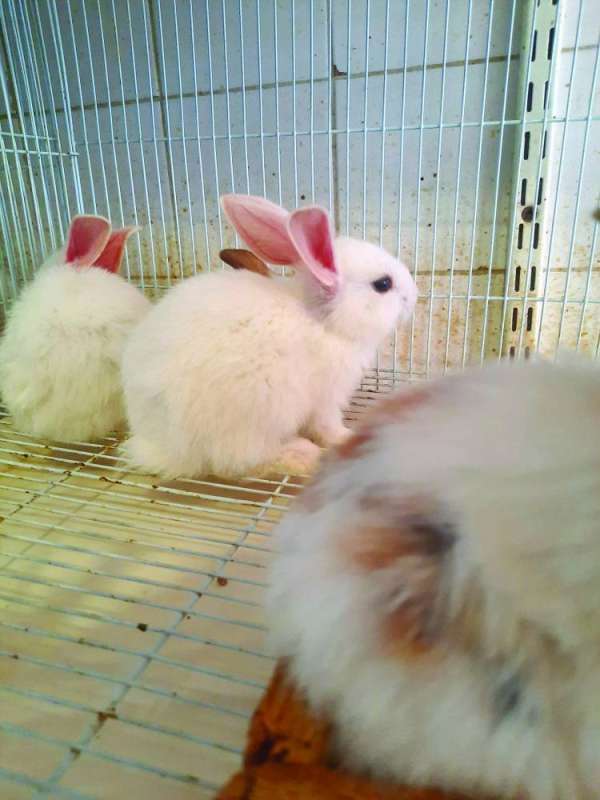 الأولاد يحبون اقتناء الأرانب في منازلهم