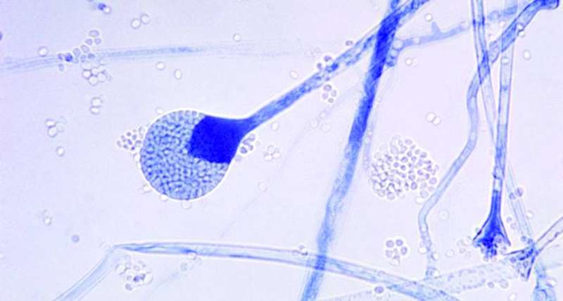الفطر الأسود يُعرف أيضاً باسم «فطر الغشاء المخاطي»