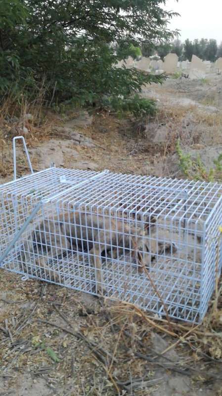 الحصني في القفص 