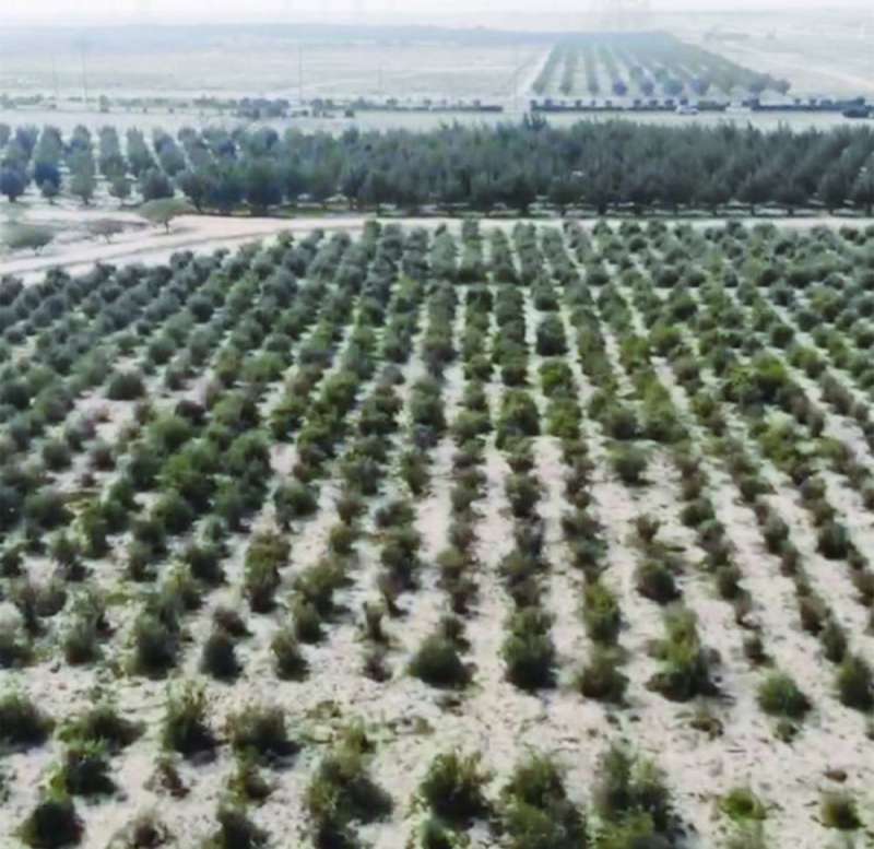 المناطق الحراجية ستكون متاحة للجمهور في أكتوبر