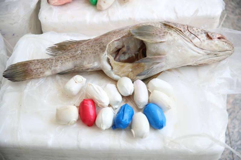 الشبو بعد إخراجه من السمك