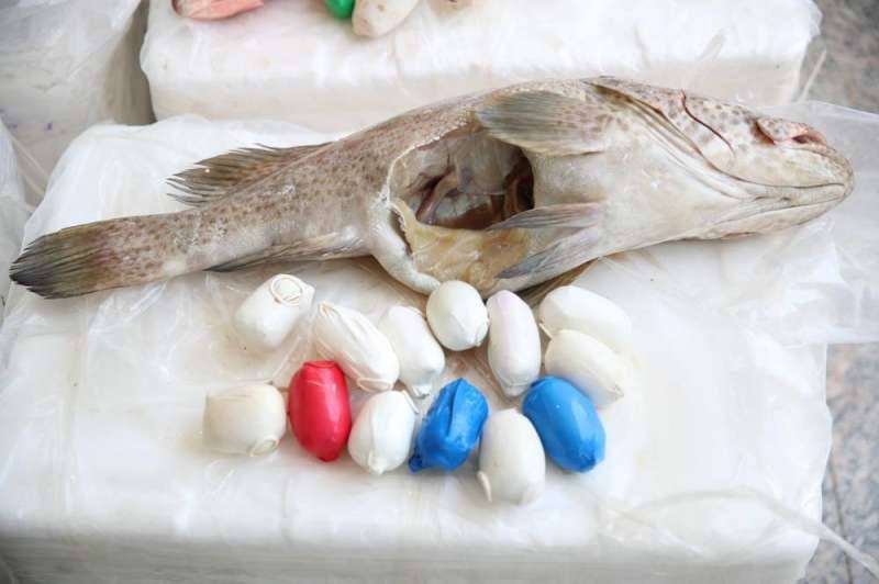 استخراج الشبو من أحشاء السمك