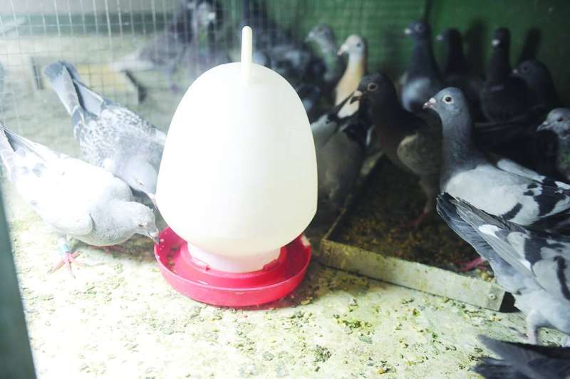 مبادرات عدة من ناشطين بيئيين لمساعدة الطيور