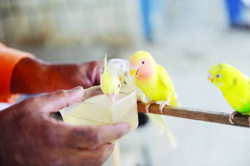 رفع الوعي المجتمعي بمبادرة سقيا الطيور (تصوير سعود سالم)