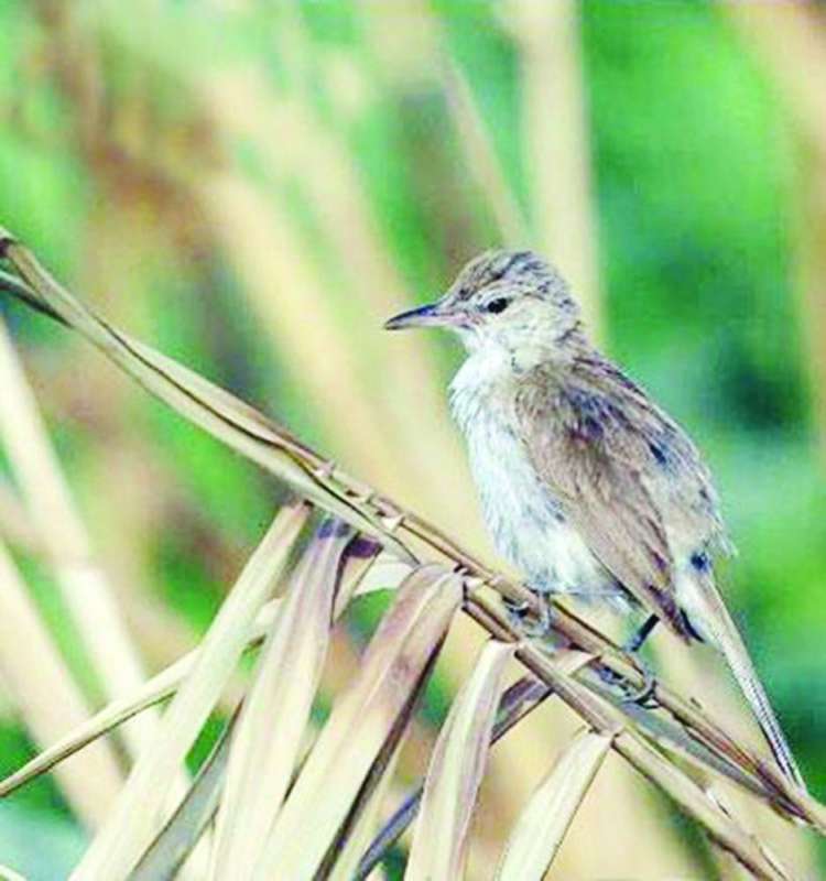 طائر المردم الهندي