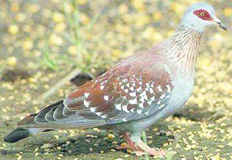 فاختة النخيل