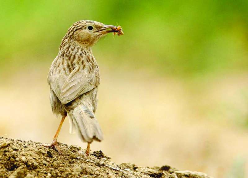 طائر الثرثار الأفغاني