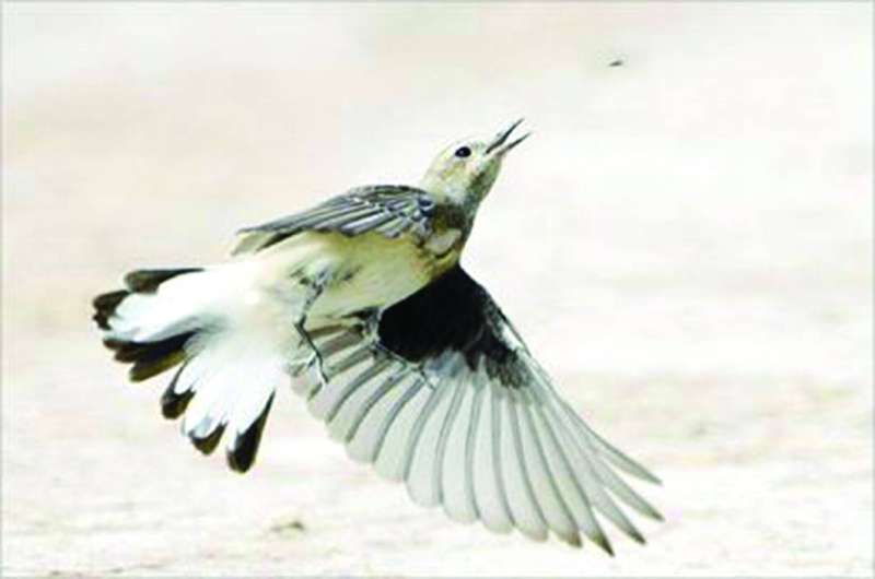 أم دقي بعدسة الراصد عمار الجريوي