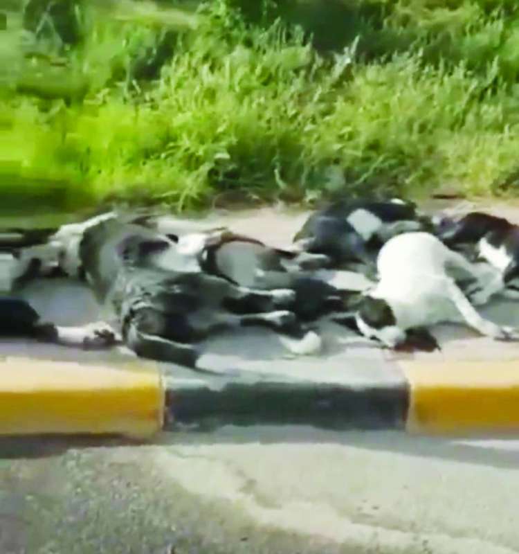 الكلاب الضالة بعد نفوقها